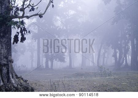 foggy dawn on a sal forest, Bardia national park, Nepal