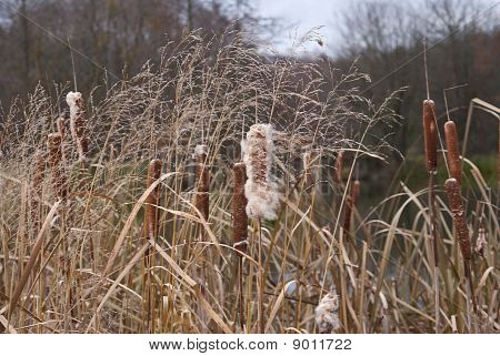 Typha Latifolia (gemeinsame Binsen, breitblättriger Rohrkolben)