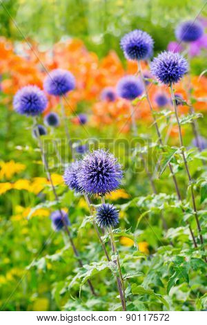 Globe thistles in the summer garden.  Botanical name is Echinops ritro