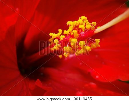 Hawaiian Hibiscus