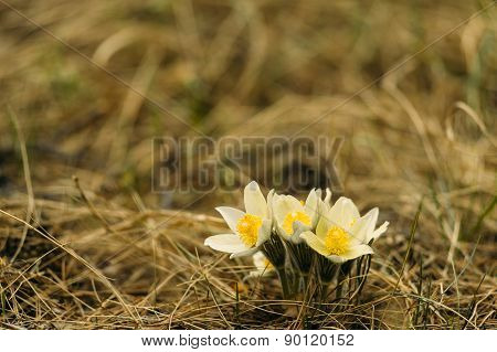 flower Pulsatilla