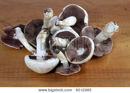 vilde felt champignon (Agaricus bisporus)