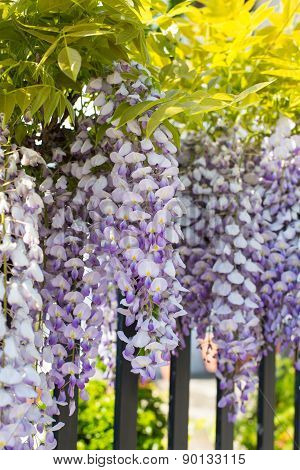 Close Up Wisteria Flowers On The Garden Wall