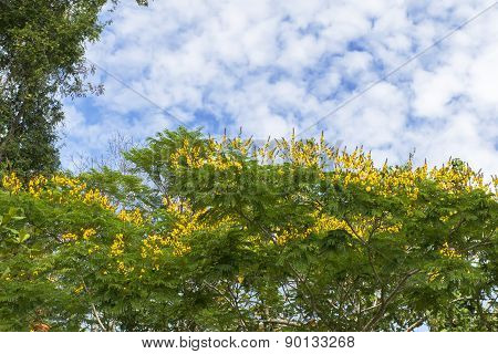 Sky and Flowers.