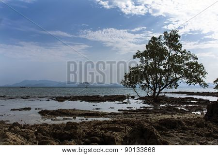 Low Tide and Mangrove Tree.