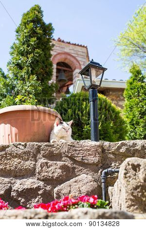 The Cat And Monastery Bell Tower On Background