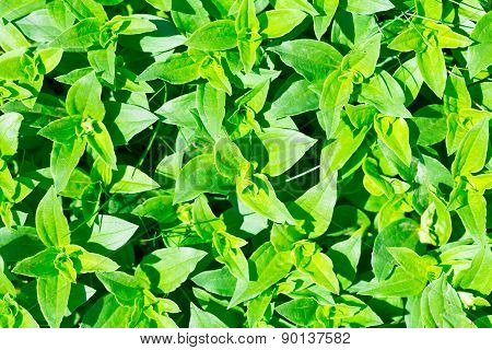 Soapwort (saponaria Officinalis) Green Leaves Background