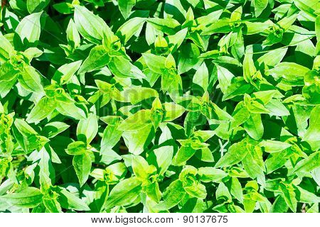 Soapwort (saponaria Officinalis) Green Leaves Background