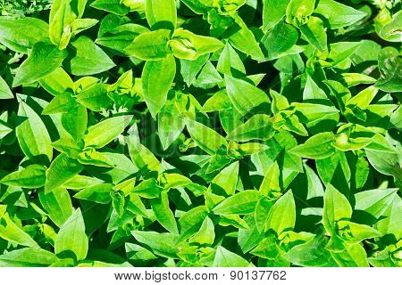 Soapwort (saponaria Officinalis) Green Leaves Background