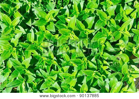 Soapwort (saponaria Officinalis) Green Leaves Background