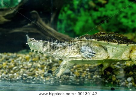 Freshwater Exotic Turtles Matamata