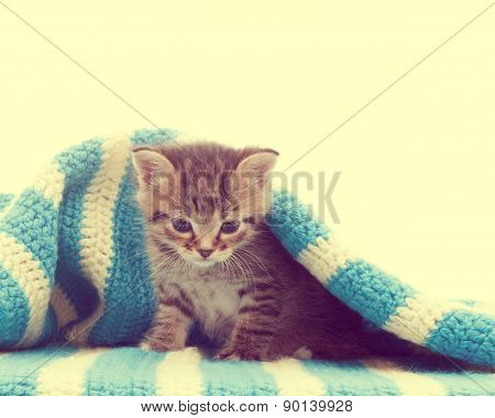 Funny Cute Tabby Kitten