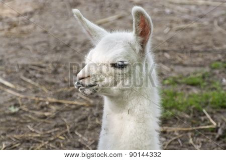 Llama (lama Glama) Baby