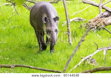 Lowland Tapir (tapirus Terrestris)