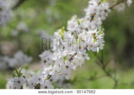 Spring flowers in bloom