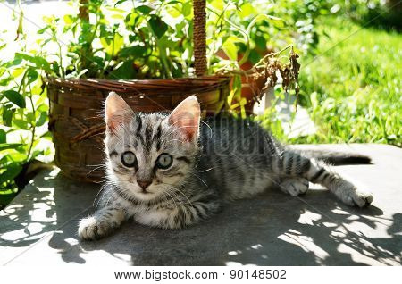 Beautiful Kitten In Garden