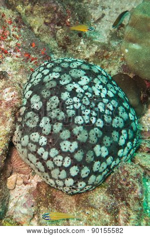 Sea urchin