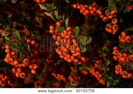 Ribes Berry fruit