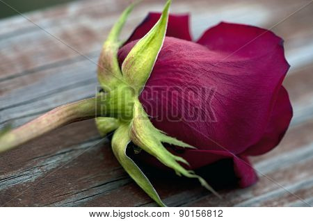 The Rose