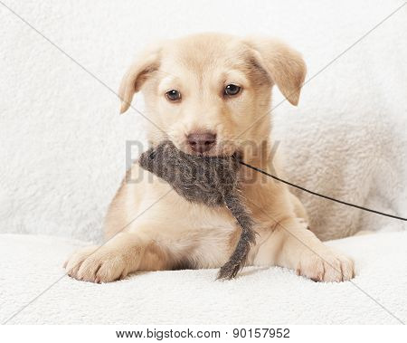 Dog Holding A  Toy