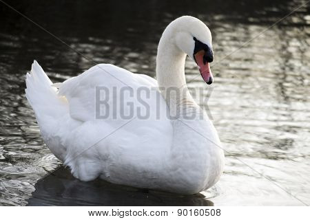 grace of the swan