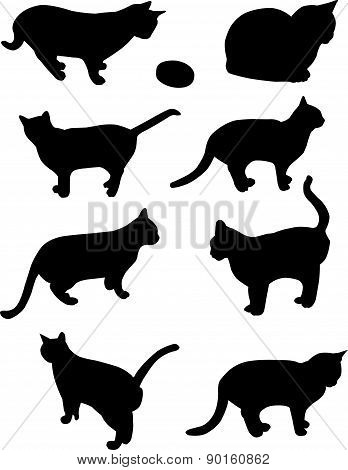 cats