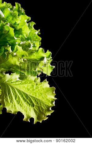 Fresh Green Lettuce Salad Fragment On Black Background