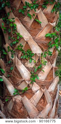 Natures Lattice in a Palm Trunk
