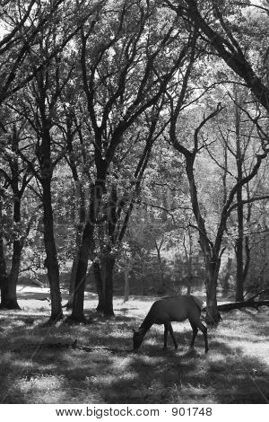 Cerf manger herbe