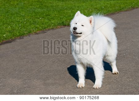 Samoyed with grin.