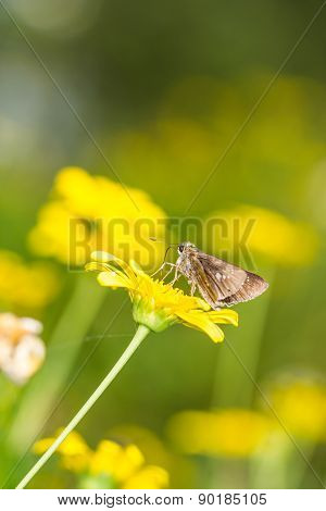 Borbo Cinnara (hesperiidae) Butterfly 0N Flower