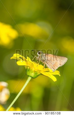 Borbo Cinnara (hesperiidae) Butterfly 0N Flower