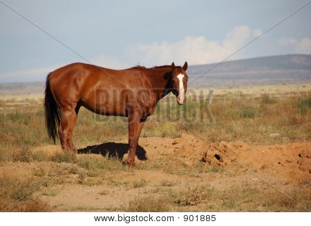Hest i feltet