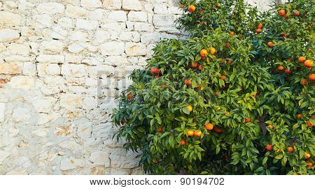 mandarin tree