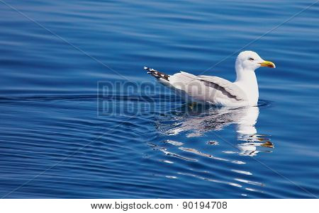 gull