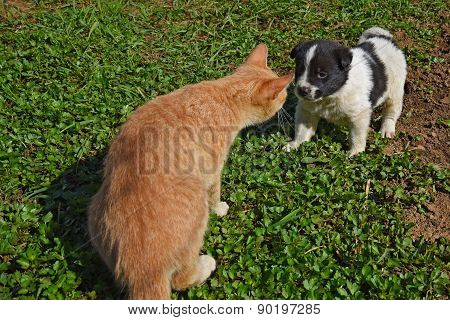 Puppy Dog Cat