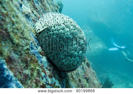 Sea urchin