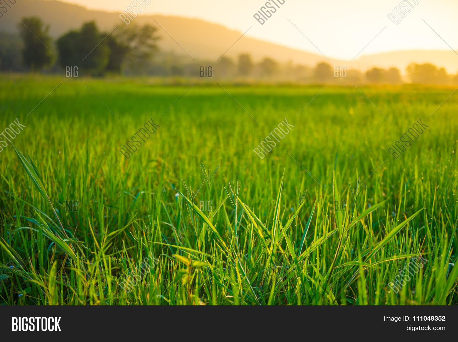 Image Preview