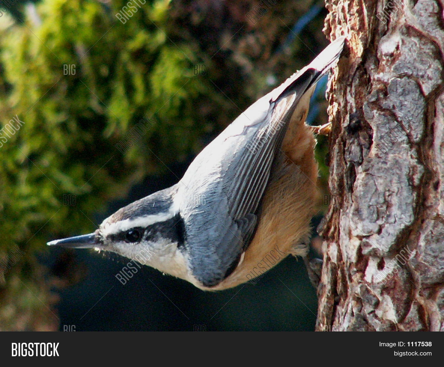 Image Preview