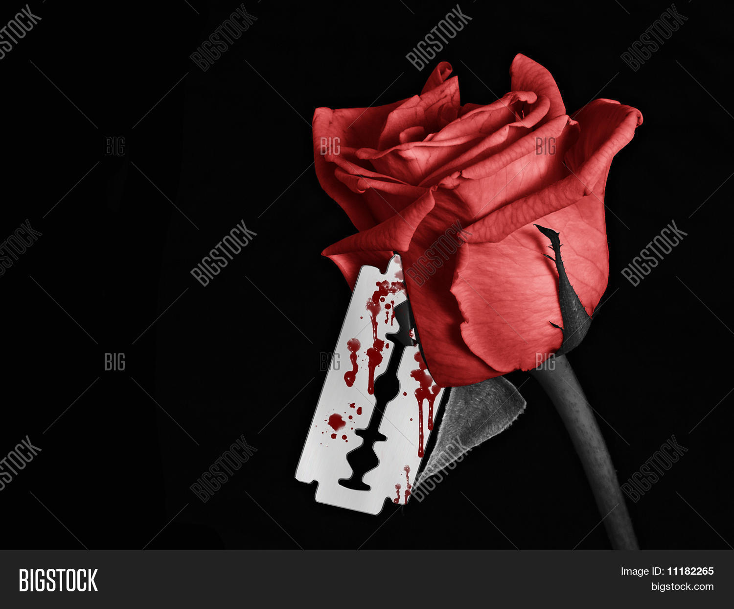 Bloody Rose Image & Photo (Free Trial) | Bigstock