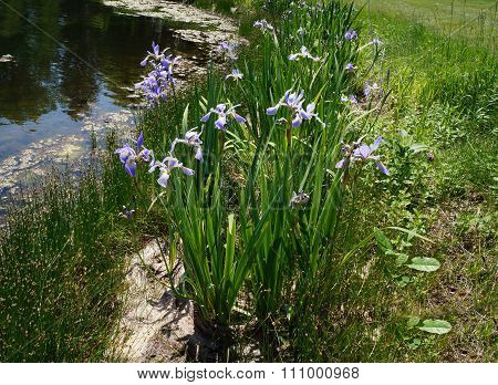 Blue Flag Irises