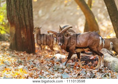 Wild moufflon in Cyprus