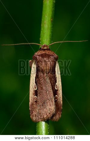 Flame shoulder moth (Ochropleura plecta)