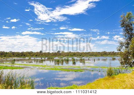 Beelier Wetlands: Cloud Reflections