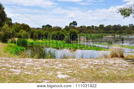 Beelier Wetlands: Nature's Green Landscape