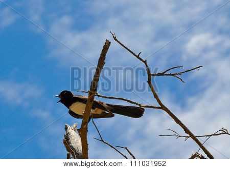Willie Wagtail: Warning Call