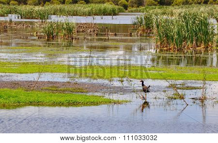 Beelier Wetlands: Tail Flick of the Purple Swamphen