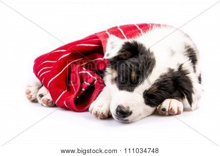 Cute Texas Heeler Puppy Sleeping