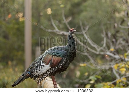 Ocellated turkey, Meleagris ocellata