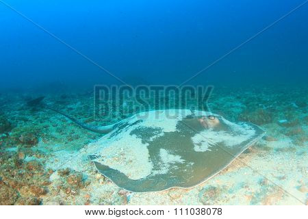 Pink Whipray Stingray